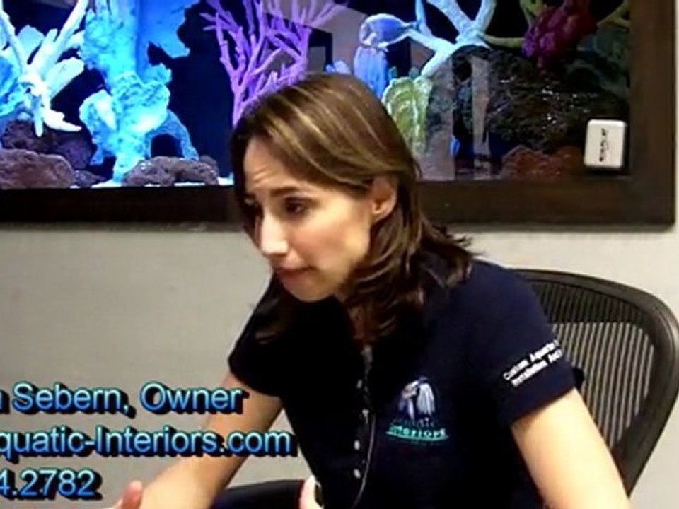 Saltwater Fish Tanks ~ Aquarium Maintenance San Antonio