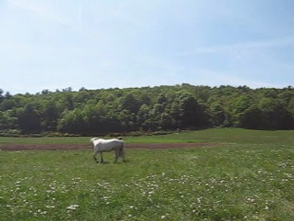 MVI_2902