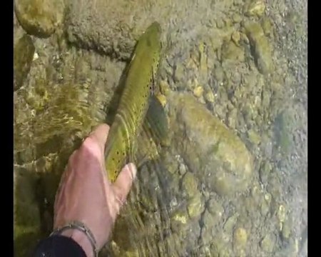 Les Truites du FIER 74