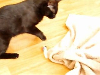 2011/05/04 - Fufu et l'herbe à chat