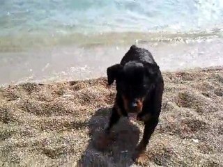 Vidéo0018 kouma ma belle rottlover