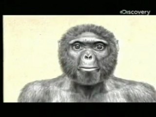 Ardipithecus (4):  El eslabon perdido
