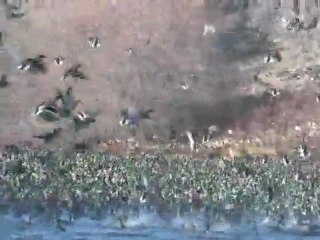 Yeşil Baş Ördeği Curnatası www.avyaban.com - ergo