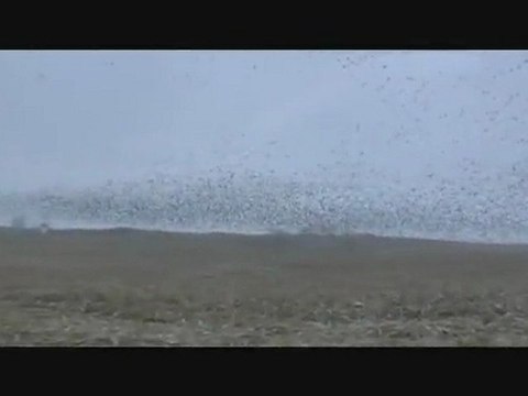 Ördek Tarlası avyaban.com - ergo