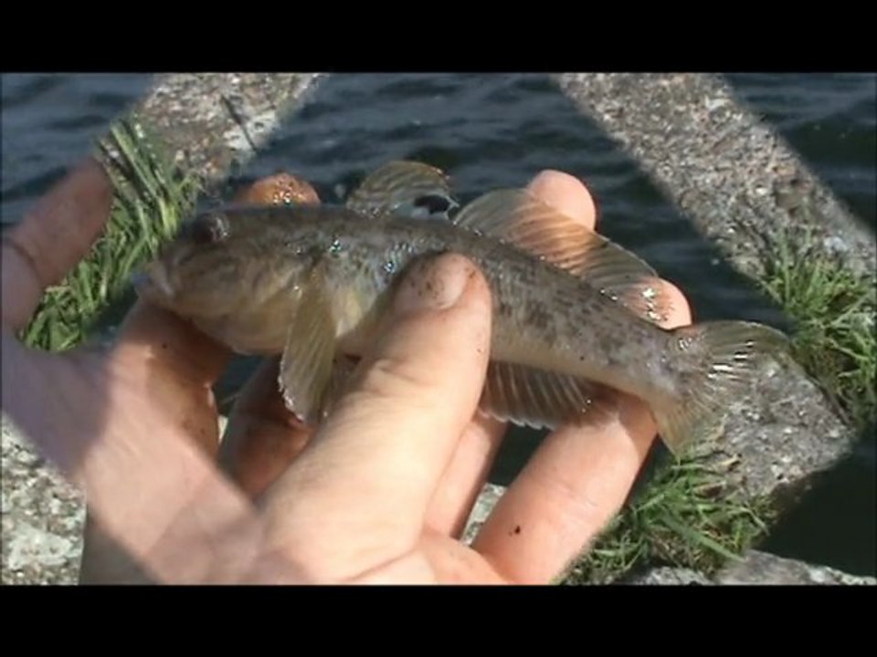 Lesfilm zwartbekgrondel.