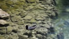 Un déjeuner au lac
