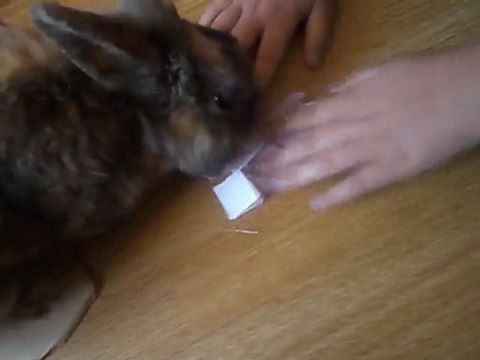 tirage au sort concours camille