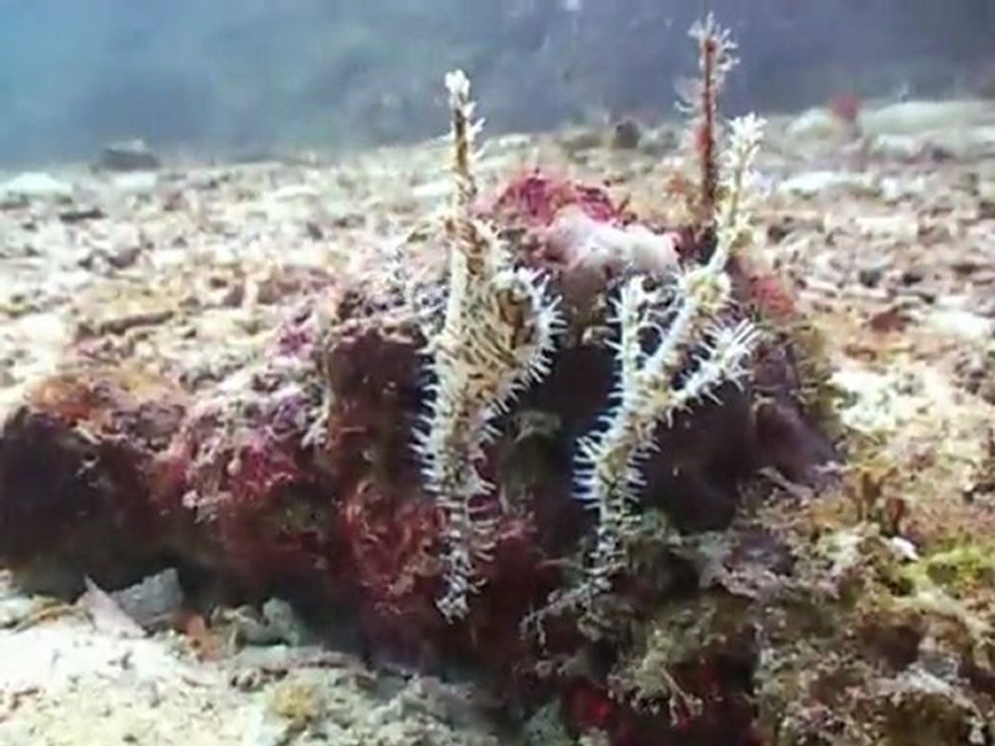 Thailand Diving