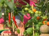 WeZooz.be - De Ceuster Meststoffen: Groenten en kruiden kweken in je eigen tuin, dat kan