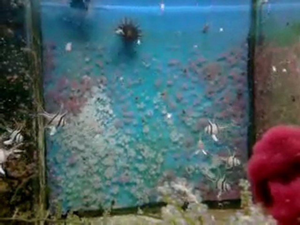 Vidéo0050