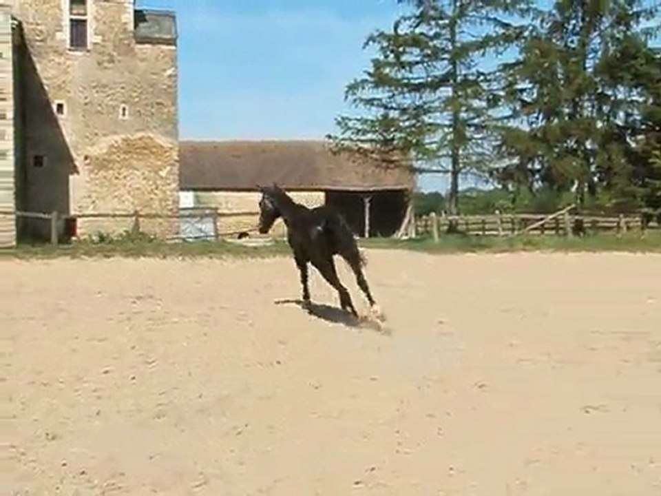 VIRTUOSE DE JALESNES