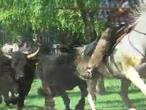 Abrivado Pernes 2011