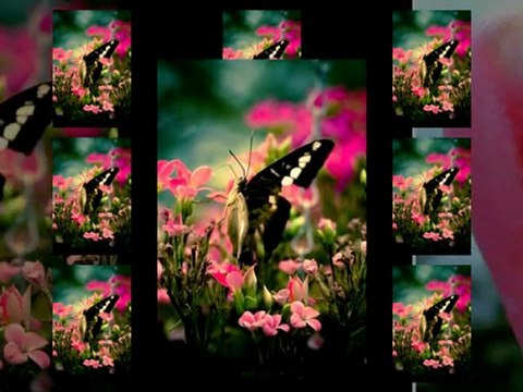 Grup Visal - Ahmet Nebi -Canlar