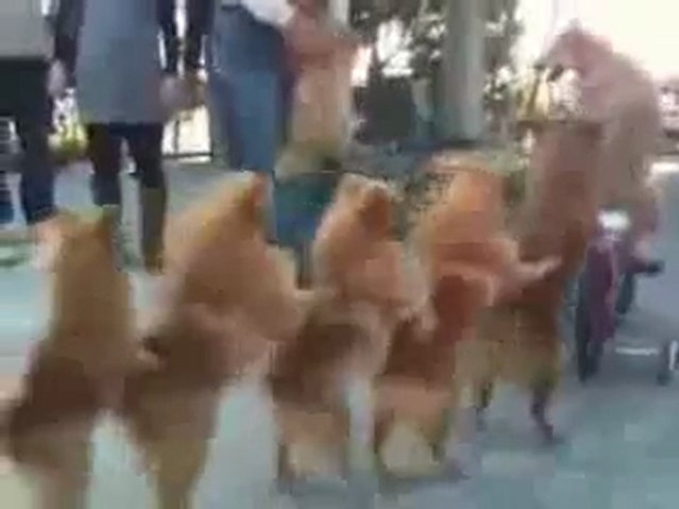 0293 - Ah,Ah, Ah, la queue leu leu!