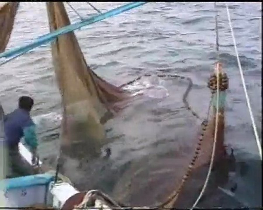 Le Bégnat - Pêche à l'anchois - Ciboure - Saint Jean de Luz