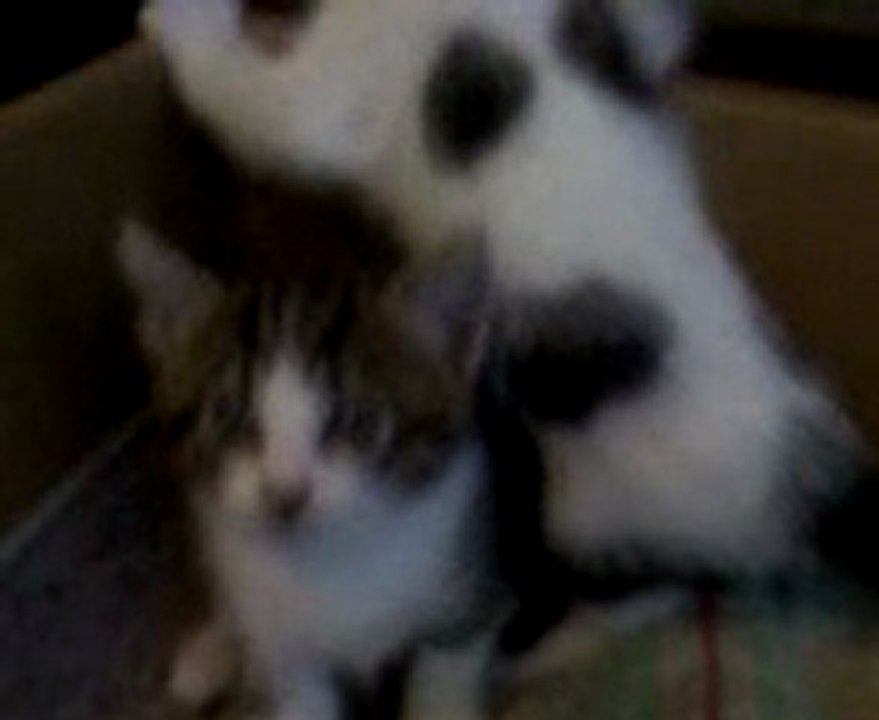 When kitty kats attack!