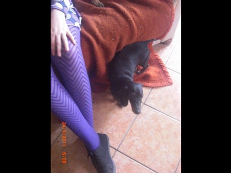 hommage ma chienne sara qui nous a quiter.wmv