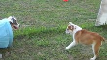 Coogee aux cours chiots