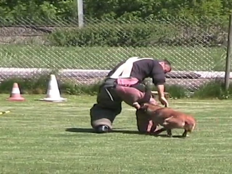 Mordant Fidji face/fuyante