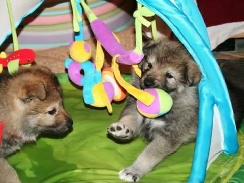 BB Indiana X Coyotte (4-5 semaines)