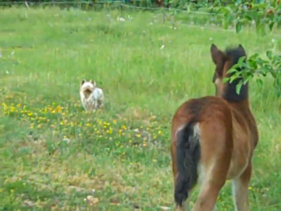 beebop:) et Tibou