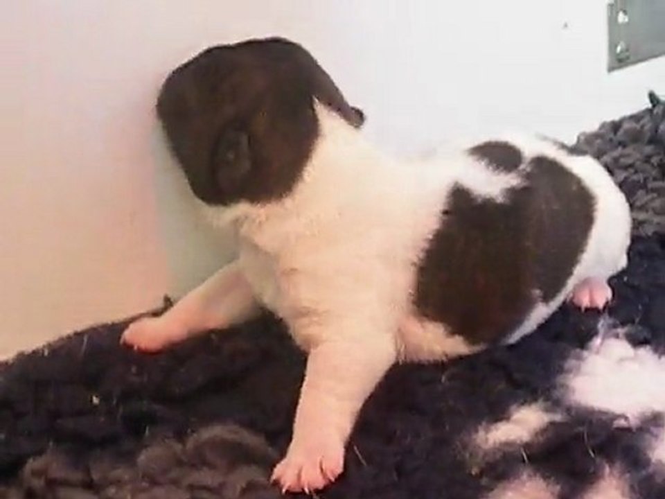 bb bouledogue
