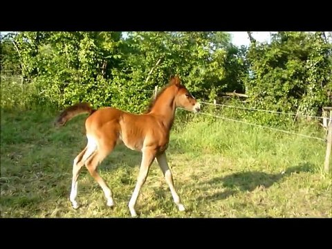 Beebop des Couëtis, poulain demi-sang arabe