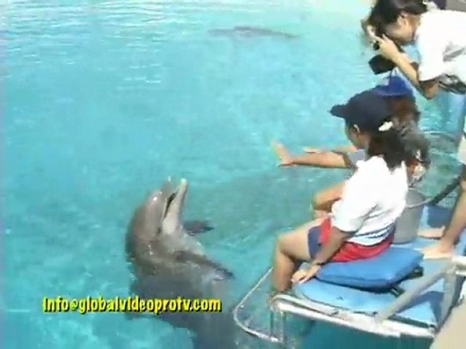 EXTREME DOLPHIN TRAINING, HONOLULU, HAWAII