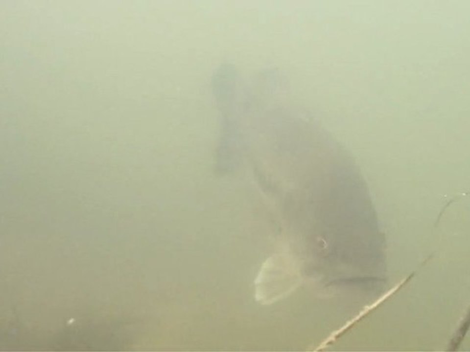 Peche aux leurres des carnassiers (part1)