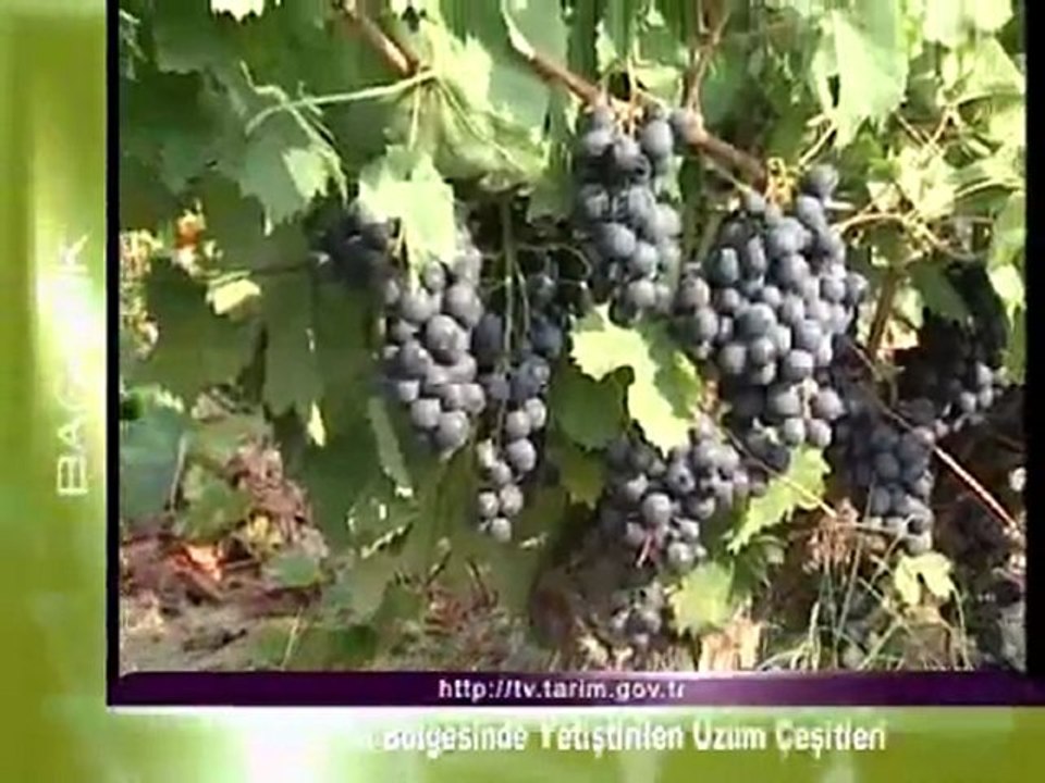 ic anadolu yetistirilen uzum çesitleri