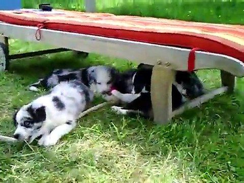 chiots dixie et voice 6 semaines et demi