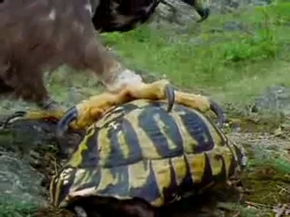 kartalin-kaplumbaga-avi