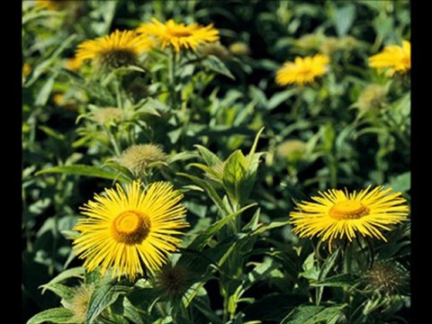 Biblical Hebrew Learn 10 Hebrew words in 3 Minutes!