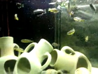 Melanochromis Auratus dans mon 650 litres