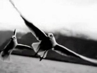 Göksel - Kurşuni Renkler