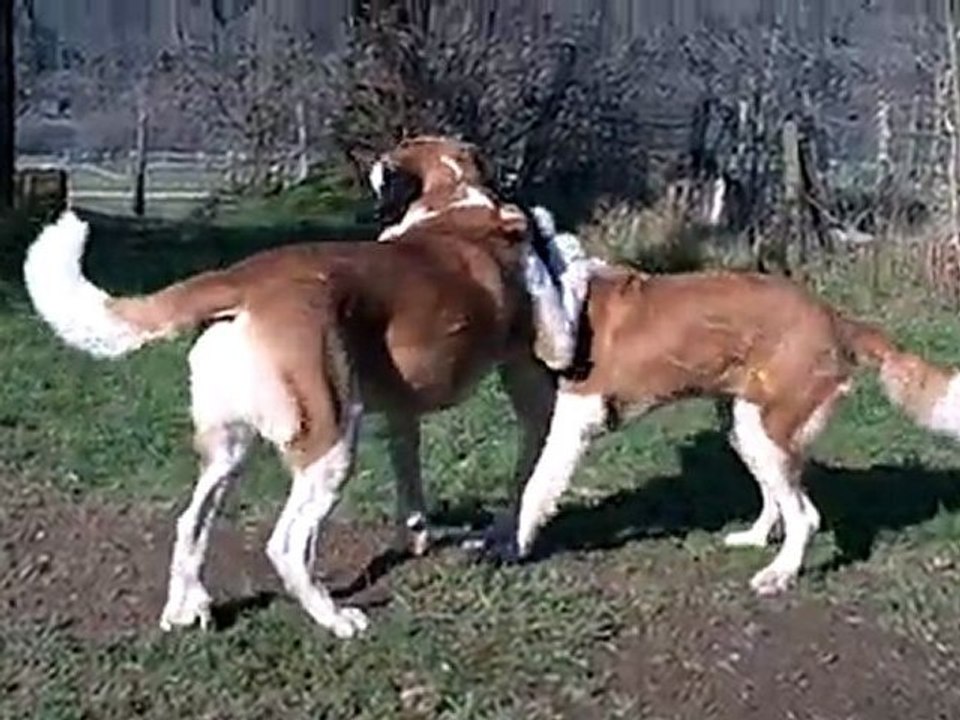 Alysse et Dagobert