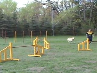 "Zuikelio taurė" - LinaxGuči3