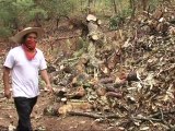 Mexicanos luchan por salvar sus bosques de los cárteles