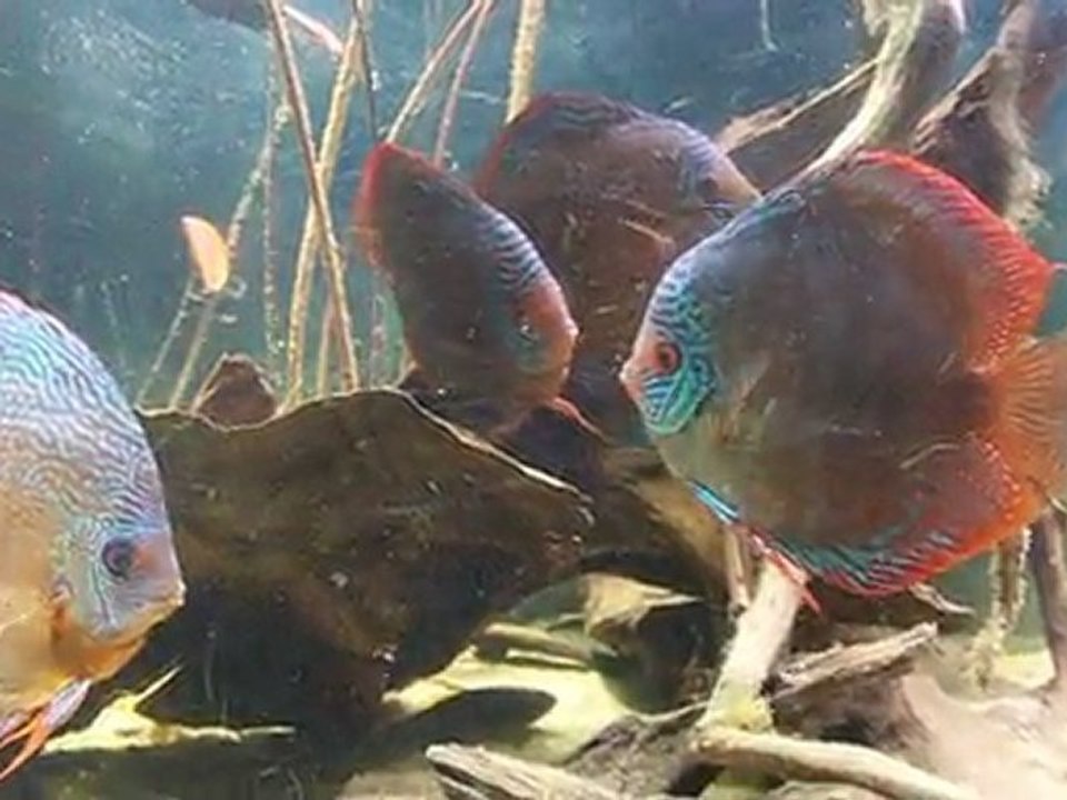 Discus Mai 2011