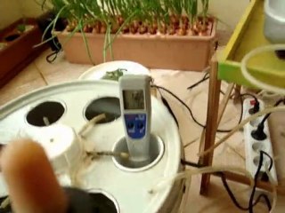 Evsera ile hydroponic sistemde marul yetiştirme.