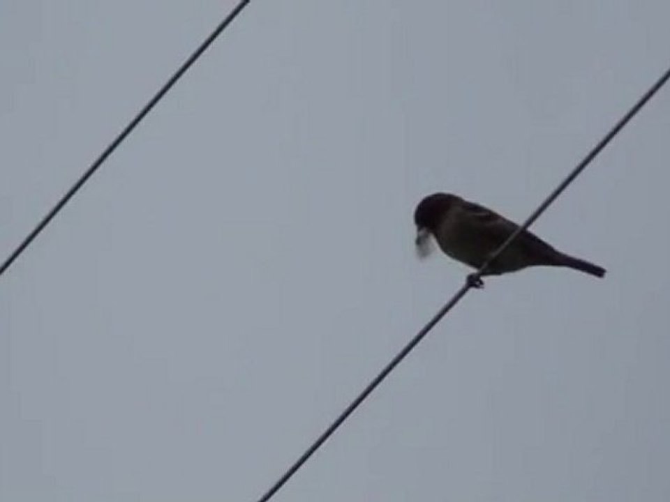 plume au bec