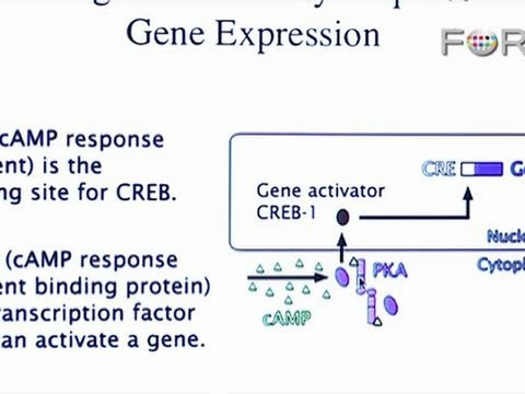 Eric Kandel: Understanding Long-Term Memory Retention