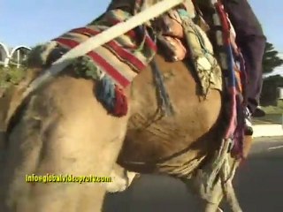 KISS N RIDE CAMEL, JERUSALEM, ISRAEL. FUNNY!