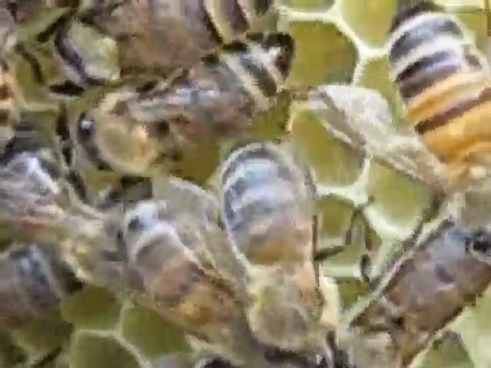 kara kovan damacana, arıcılık videoları