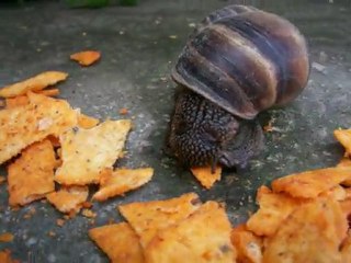 Cips yiyen salyangoz