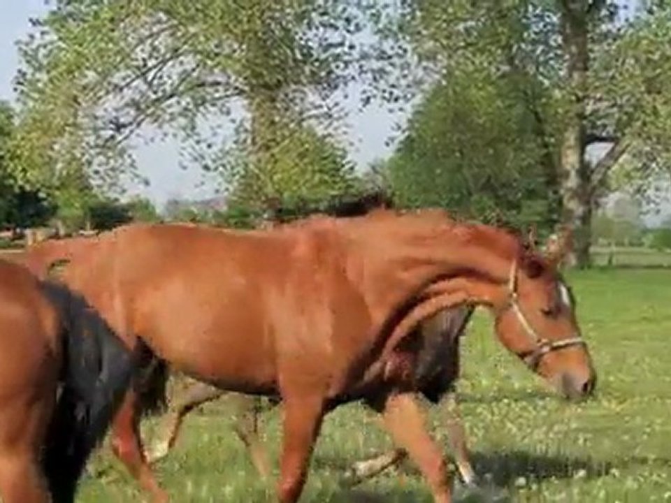 Pferde Weidegang Trailer