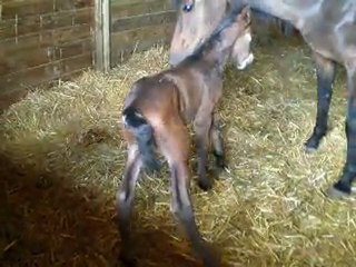 Volt J1, deuxième essai, réussi !