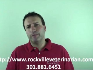 Introducing Pet to Your Children