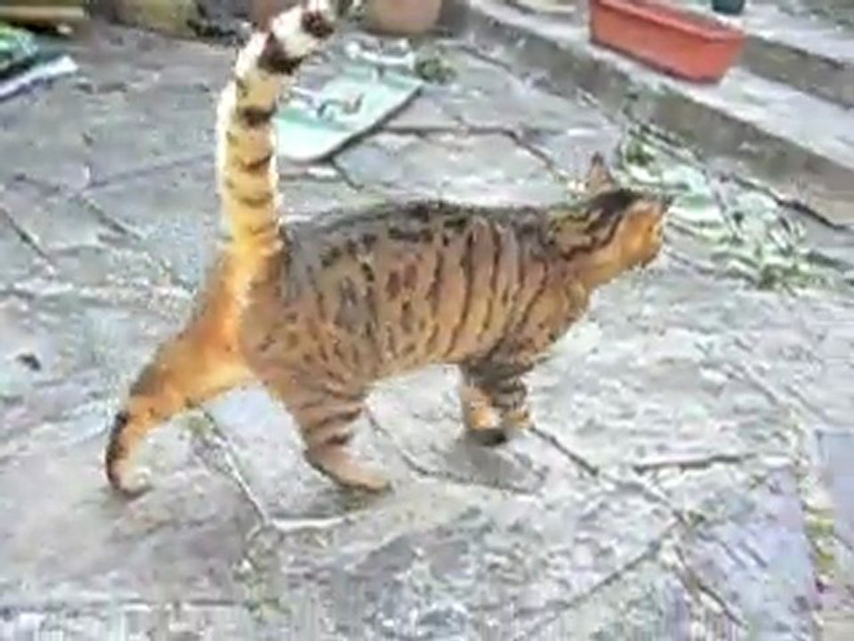 pif de chat