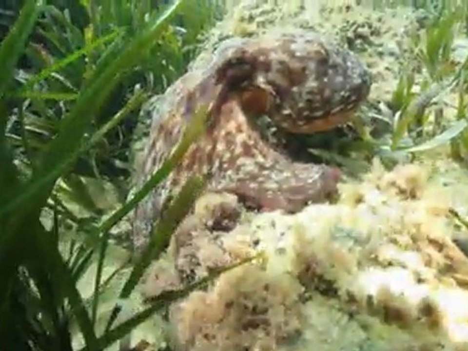 Video Sous Marine Eze